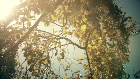 Autumn Leaves Stock Footage 92665011