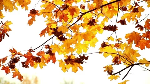 Autumn leaves Stock Footage 95636644