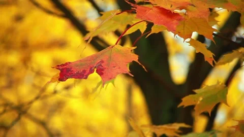 Autumn leaves Stock Footage 95641749