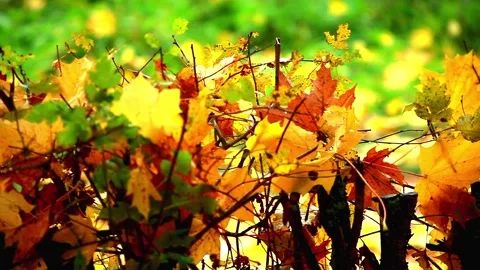Autumn leaves Stock Footage 95642736