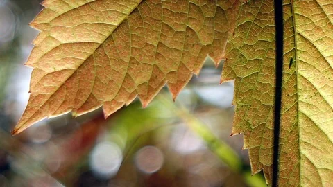 Autumn leaves Stock Footage 95881034