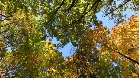 Autumn leaves Video stock 97345768