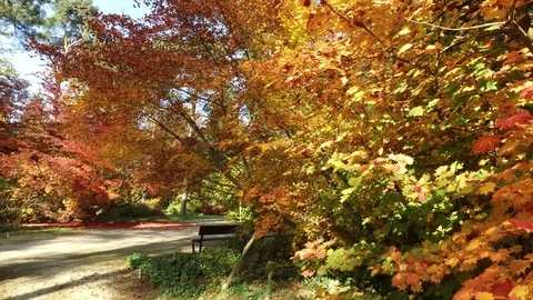 Autumn leaves Video stock 97345848
