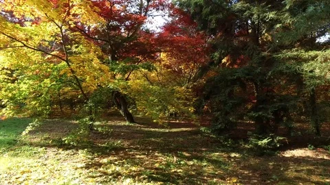 Autumn leaves Video stock 97345978