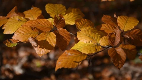 Autumn leaves Stock Footage 97958831