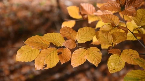 Autumn leaves Stock Footage 97959159