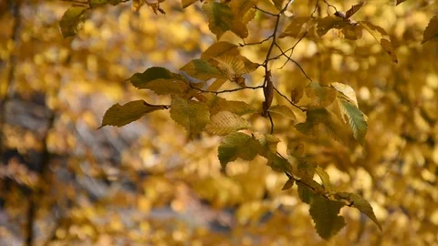 Autumn leaves Stock Footage 98091416
