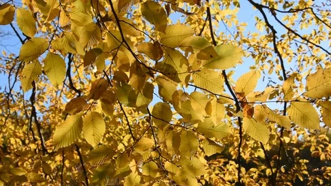 Autumn leaves Stock Footage 98091604