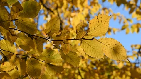 Autumn leaves Stock Footage 98091939