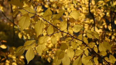 Autumn leaves Stock Footage 98092239