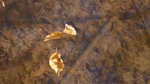 Autumn leaves Stock Footage 98093423