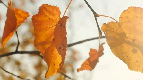 Autumn leaves. Video stock 98209985