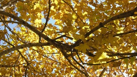 Autumn Leaves Stock Footage 98264639