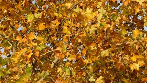Autumn Leaves Stock Footage 99453587