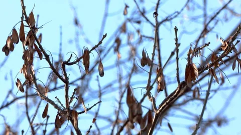 Autumn Leaves Stock Footage 103789814