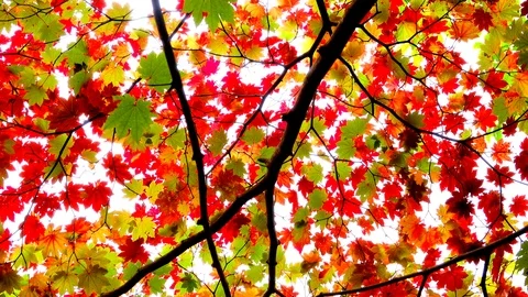 Autumn leaves Stock Footage 106166888