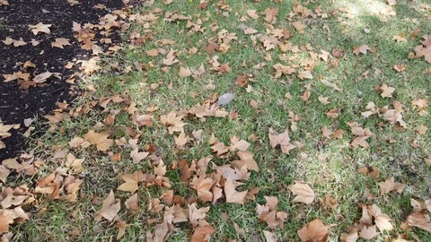 Autumn leaves Stock Footage 106849040