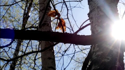 Autumn leaves 動画素材 107219751