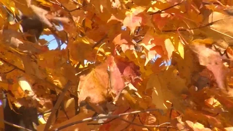 Autumn Leaves Stock Footage 108794816