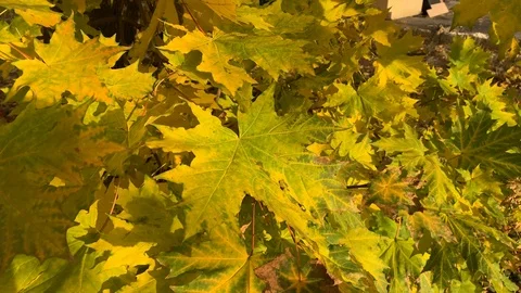 Autumn leaves Stock Footage 117715950