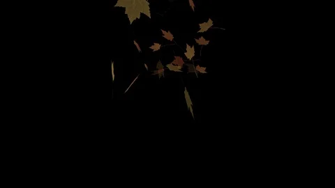 Autumn leaves Stock Footage 129263361