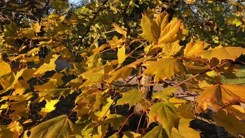 Autumn leaves Stock Footage 132005216
