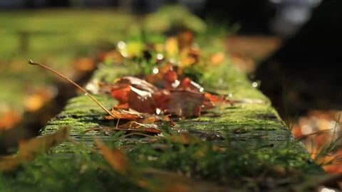 Autumn leaves Stock Footage 132442184