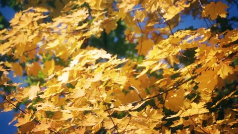Autumn Leaves Video stock 134250930
