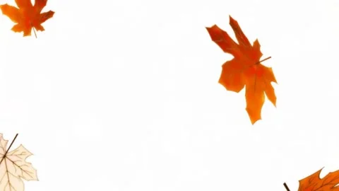 Autumn leaves Stock Footage 136894220