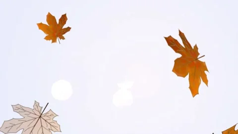Autumn leaves Stock Footage 136894227