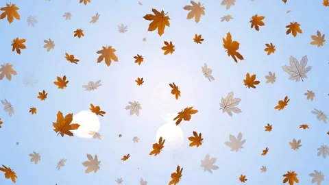 Autumn leaves Stock Footage 136894379