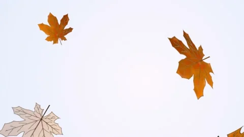 Autumn leaves Stock Footage 136895111
