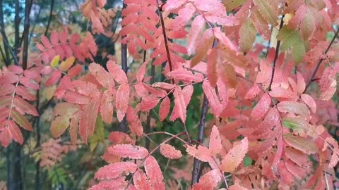 Autumn leaves Stock-Footage 140382688