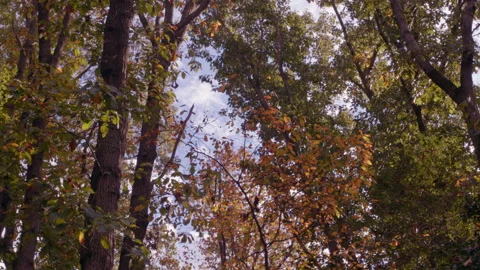 Autumn Leaves Stock Footage 142049340