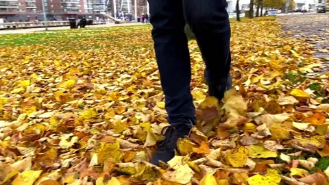 Autumn Leaves Stock Footage 142310966