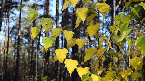 Autumn leaves Stock-Footage 142528605