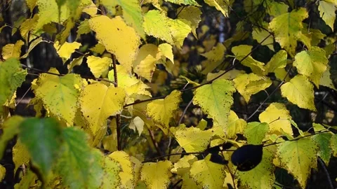 Autumn leaves Stock-Footage 142528615