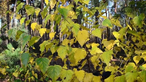 Autumn leaves Vídeo Stock 142528887