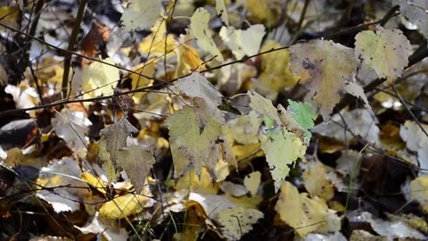 Autumn leaves Stock-Footage 142528894