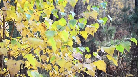 Autumn leaves Stock-Footage 142529143