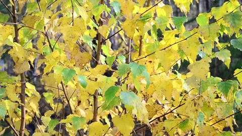 Autumn leaves Stock-Footage 142529176