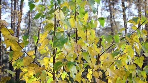 Autumn leaves Stock-Footage 142529293