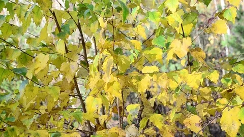 Autumn leaves Stock-Footage 142529457