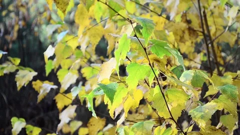 Autumn leaves Stock-Footage 142529783