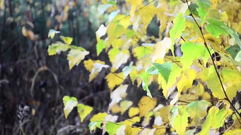 Autumn leaves Stock-Footage 142529847