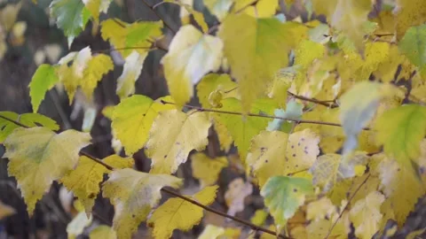 Autumn leaves Stock-Footage 142529990