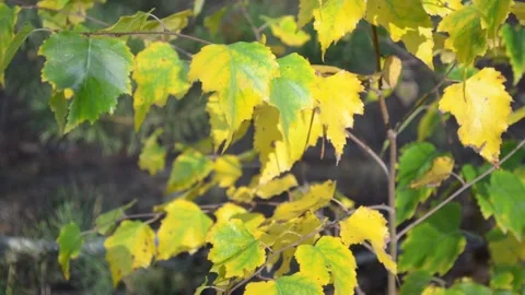 Autumn leaves Stock-Footage 142530027