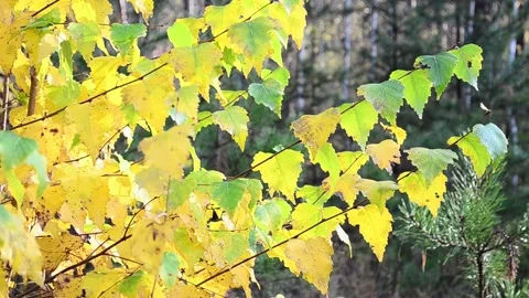 Autumn leaves Stock-Footage 142530109