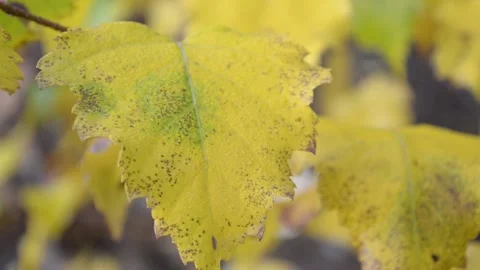 Autumn leaves Stock-Footage 142533538