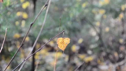 Autumn leaves Stock-Footage 142533543